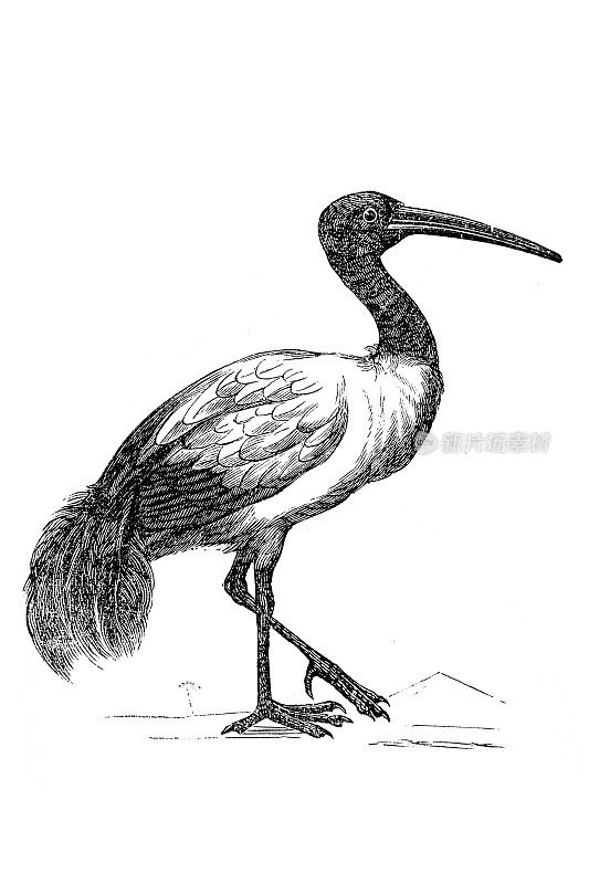 非洲圣朱鹭(Threskiornis a埃塞俄比亚)